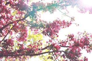 Top Travel Spots to Visit This Spring Break 2024