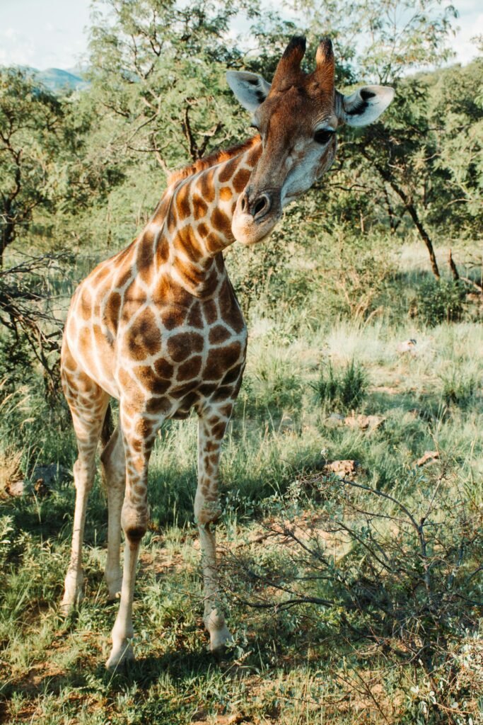 Top Wildlife and Safari Vacation Spots to Explore Today