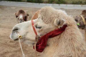 Top Wildlife Adventure Tours for Your Next Outdoor Escape Top Wildlife Adventure Tours for Your Next Outdoor Escape